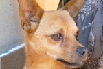 my dog