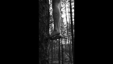 a walk in the woods