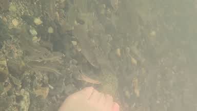 The fish knowing my feet🐟