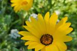 Desert wildflowers