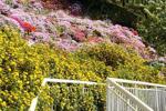 A girl amidst a forest of flowers