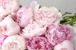 Send me flowers 🌸