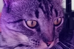 𝖒𝖆𝖙𝖊𝖔𝟔𝟎 live Chaturbate webcam gallery thumbnail