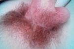 Hairy cock