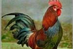Cock