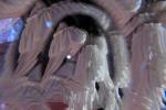 Prismatic tenderness