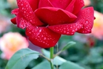 Please give me one rose