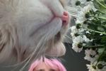 kim live Chaturbate webcam gallery thumbnail