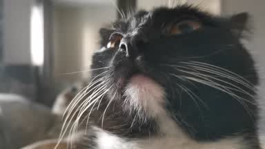 Kittti ket!