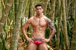 the wolf in the forest