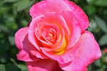 BUY ME THIS ROSE IF YOU THINK IM HOT