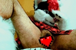 Furry (free photos)