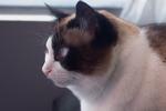 My beautiful cat