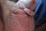 FrackDick3