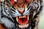sir cams live Chaturbate webcam gallery thumbnail