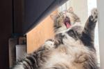 trisha โ my kitty