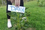 Last planting
