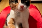 This is my cat, Chloe (˃ᆺ˂)