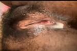 My fat pussy cum
