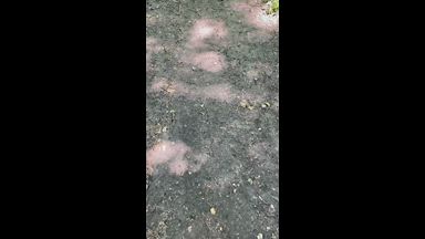 Sex in the Woods