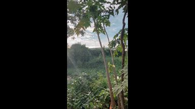 Outdoor Nature Cumshow