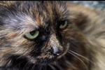 My Kitty
