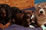 Doggies