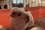 Pet guinea pig Omela