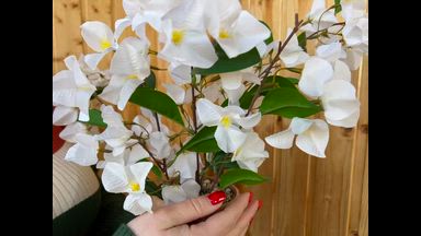 spring tenderness