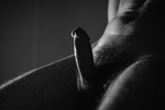 Cock Portraits