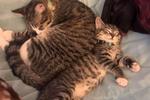 My Kitties