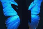 Butterfly Club
