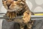anna — MY LOVELY CAT - LEO