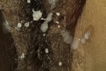 Cum On