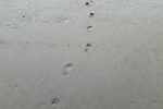 Nudes at an Estuary