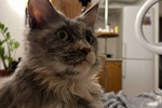 my cat