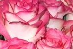 Welcome Happy Valentine's Day Thank you for your c