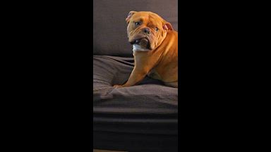 Say hello to Chunk....