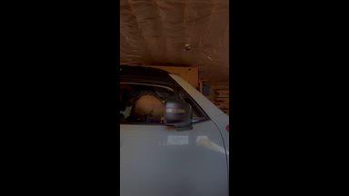 Mooning you and squirting out my car window!😋