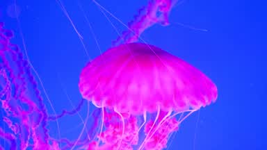 Oceanic
