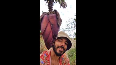 Musa Paradisiaca Flower