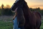 My horses