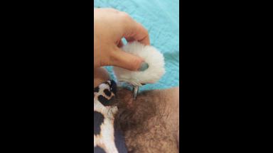 Bunny Tail Plug in Hairy Pussy - Wet Sounds