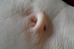 snoro โ 67.7.1