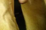 Dick