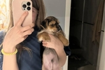 My new pet