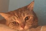 My pretty kitty Masya