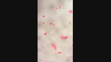 🌸 sakura 🌸
