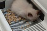 More my cats