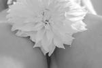 White Dahlia